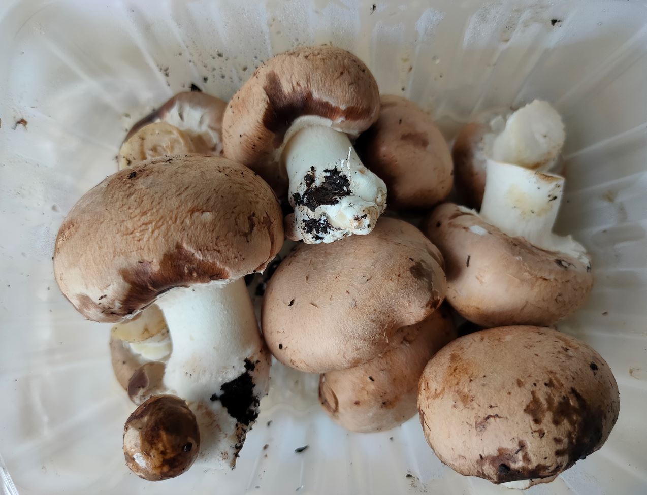 Brown mushrooms with P. tolaasii infection